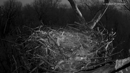 Hanover Eagles Live Cam - Dec 19, 2025, 7:13am EST