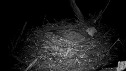 Hanover Eagles Live Cam - Mar 4, 2026, 7:37pm EST