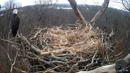 Hanover Eagles Live Cam - Jan 12, 2026, 11:02am EST