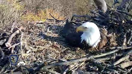 Hanover Eagles Live Cam - Apr 11, 2026, 5:39pm EDT