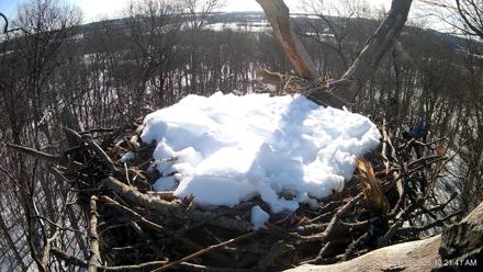 Hanover Eagles Live Cam - Jan 30, 2026, 10:22am EST