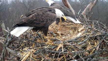Hanover Eagles Live Cam - Mar 3, 2026, 8:55am EST