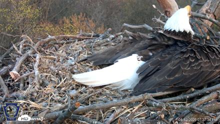Hanover Eagles Live Cam - Apr 12, 2026, 7:38pm EDT