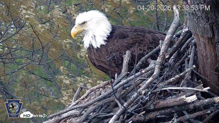 Hanover Eagles Live Cam - Apr 20, 2026, 3:34pm EDT