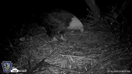Hanover Eagles Live Cam - Apr 18, 2026, 5:48am EDT