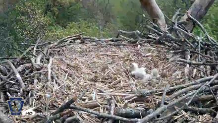 Hanover Eagles Live Cam - Apr 18, 2026, 1:43pm EDT