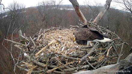 Hanover Eagles Live Cam - Mar 15, 2026, 4:06pm EDT