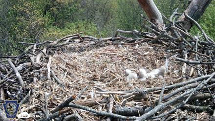 Hanover Eagles Live Cam - Apr 18, 2026, 2:06pm EDT