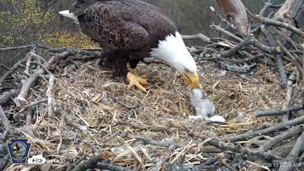 Hanover Eagles Live Cam - Apr 13, 2026, 10:58am EDT