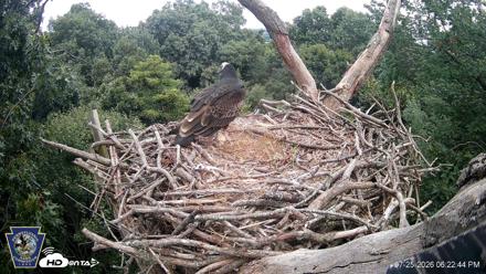 Hanover Eagles Live Cam - Jul 25, 2026, 6:24pm EDT