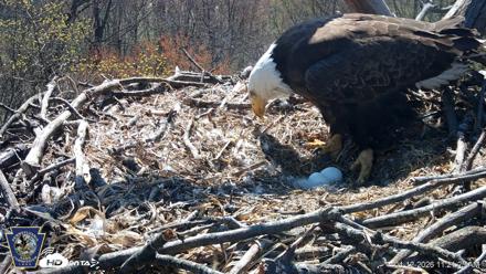 Hanover Eagles Live Cam - Apr 12, 2026, 11:22am EDT