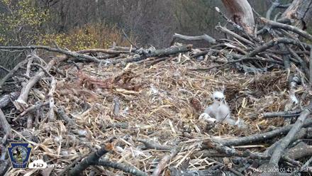Hanover Eagles Live Cam - Apr 13, 2026, 3:44pm EDT