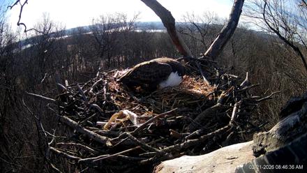 Hanover Eagles Live Cam - Feb 21, 2026, 8:46am EST