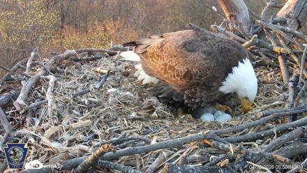Hanover Eagles Live Cam - Apr 12, 2026, 6:50am EDT