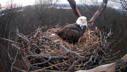 Hanover Eagles Live Cam - Jan 4, 2026, 7:17am EST