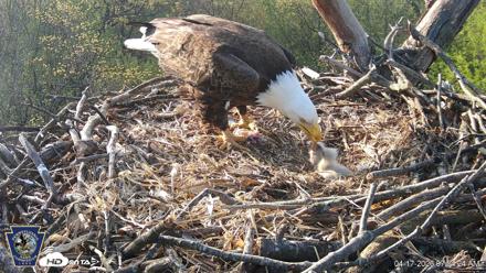 Hanover Eagles Live Cam - Apr 17, 2026, 7:54am EDT