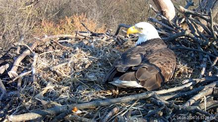 Hanover Eagles Live Cam - Apr 8, 2026, 5:54pm EDT