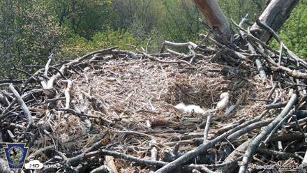 Hanover Eagles Live Cam - Apr 20, 2026, 10:33am EDT