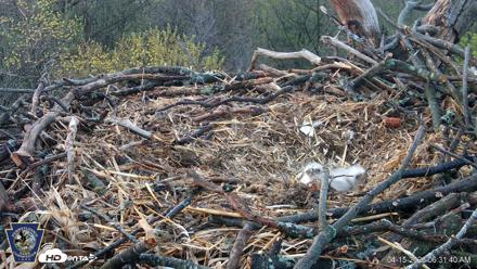 Hanover Eagles Live Cam - Apr 15, 2026, 6:31am EDT