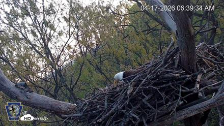 Hanover Eagles Live Cam - Apr 17, 2026, 6:40am EDT