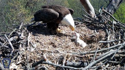 Hanover Eagles Live Cam - Apr 16, 2026, 3:07pm EDT
