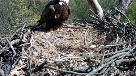 Hanover Eagles Live Cam - Apr 17, 2026, 4:03pm EDT