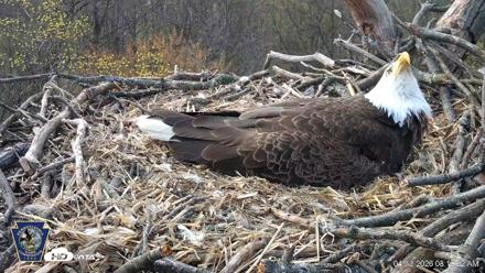 Hanover Eagles Live Cam - Apr 13, 2026, 8:19am EDT