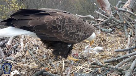 Hanover Eagles Live Cam - Apr 13, 2026, 9:40am EDT