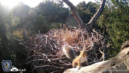 Hanover Eagles Live Cam - Sep 16, 2026, 8:10am EDT