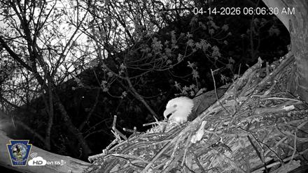 Hanover Eagles Live Cam - Apr 14, 2026, 6:07am EDT