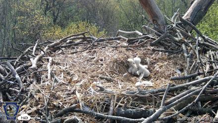 Hanover Eagles Live Cam - Apr 16, 2026, 10:14am EDT
