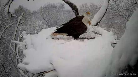 Hanover Eagles Live Cam - Feb 23, 2026, 6:48am EST