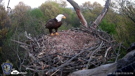 Hanover Eagles Live Cam - Apr 22, 2026, 7:55pm EDT