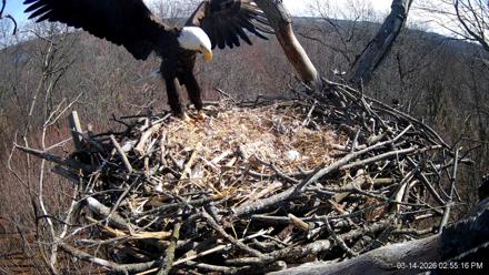 Hanover Eagles Live Cam - Mar 14, 2026, 2:55pm EDT