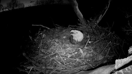 Hanover Eagles Live Cam - Mar 17, 2026, 6:43am EDT