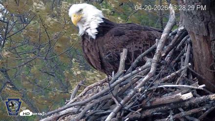 Hanover Eagles Live Cam - Apr 20, 2026, 3:29pm EDT