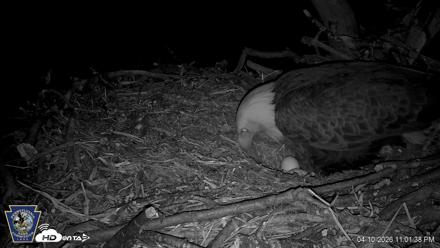 Hanover Eagles Live Cam - Apr 10, 2026, 11:02pm EDT