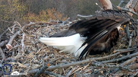Hanover Eagles Live Cam - Apr 12, 2026, 7:40pm EDT