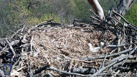 Hanover Eagles Live Cam - Apr 16, 2026, 3:50pm EDT