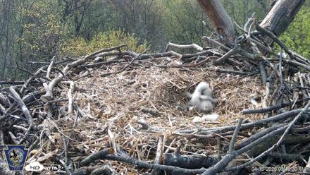 Hanover Eagles Live Cam - Apr 16, 2026, 9:49am EDT