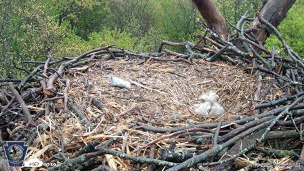 Hanover Eagles Live Cam - Apr 19, 2026, 11:06am EDT