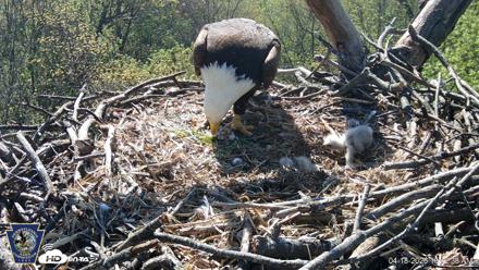 Hanover Eagles Live Cam - Apr 18, 2026, 10:42am EDT