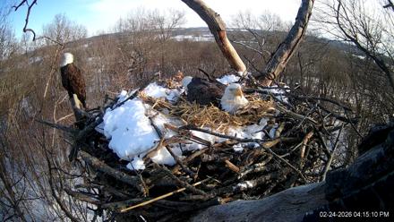 Hanover Eagles Live Cam - Feb 24, 2026, 4:15pm EST