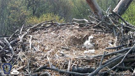 Hanover Eagles Live Cam - Apr 16, 2026, 9:49am EDT
