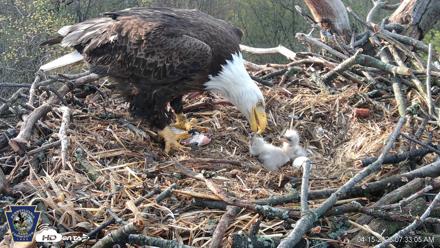 Hanover Eagles Live Cam - Apr 15, 2026, 7:33am EDT