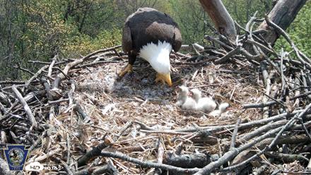 Hanover Eagles Live Cam - Apr 17, 2026, 12:24pm EDT