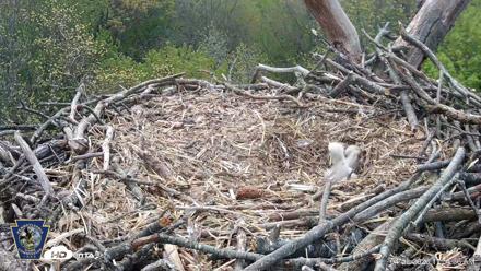 Hanover Eagles Live Cam - Apr 20, 2026, 11:54am EDT