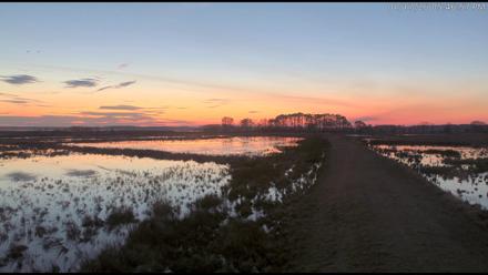 Blackwater Wildlife Refuge Waterfowl Live Webcam - Jan 17, 2026, 5:47pm EST