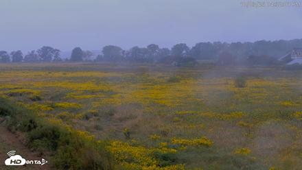 Blackwater Wildlife Refuge Waterfowl Live Webcam - Oct 3, 2026, 4:32pm EDT