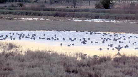 Blackwater Wildlife Refuge Waterfowl Live Webcam - Dec 11, 2025, 7:38am EST